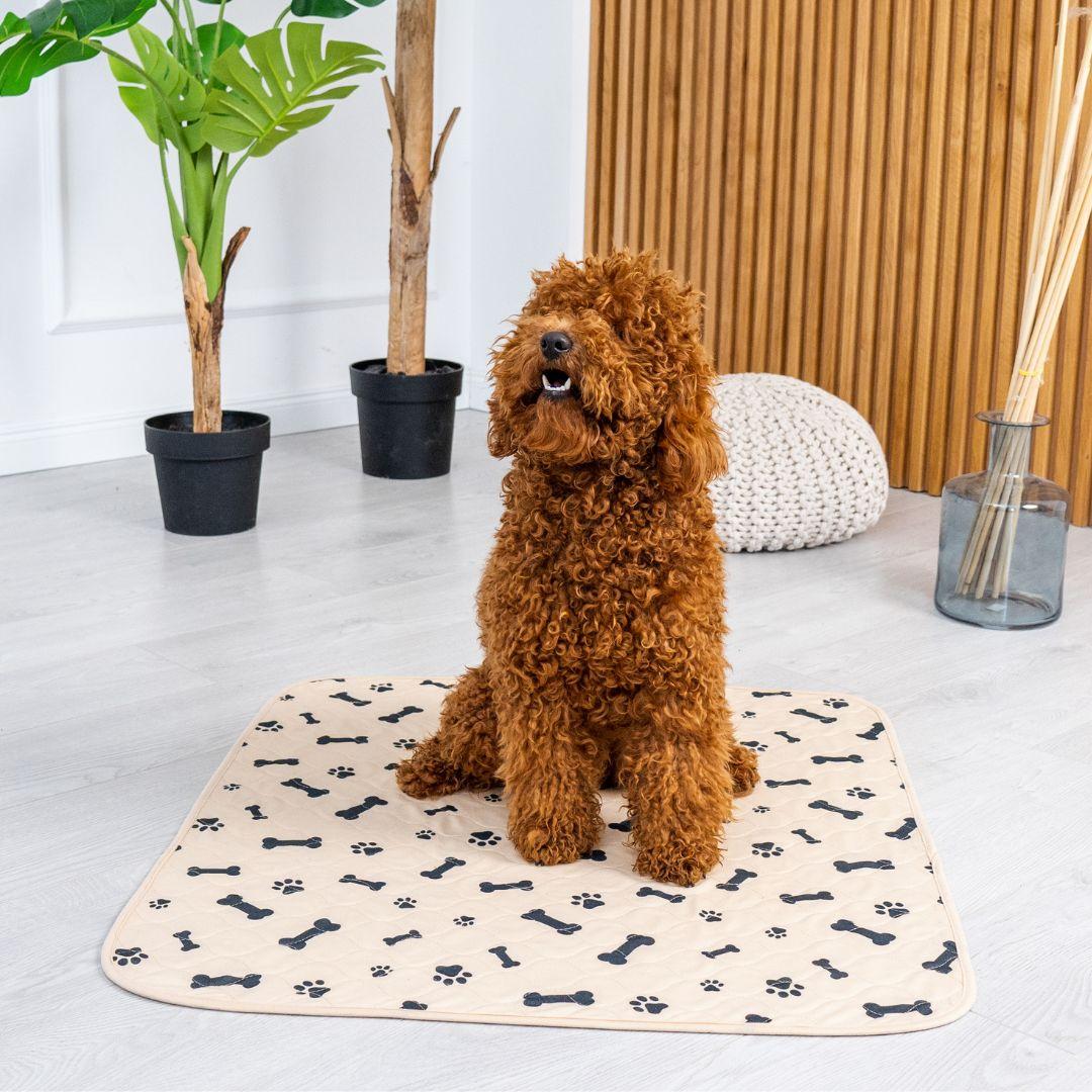 My Dog Pees Next to the Pee Pad Instead of On the Pad! What To Do