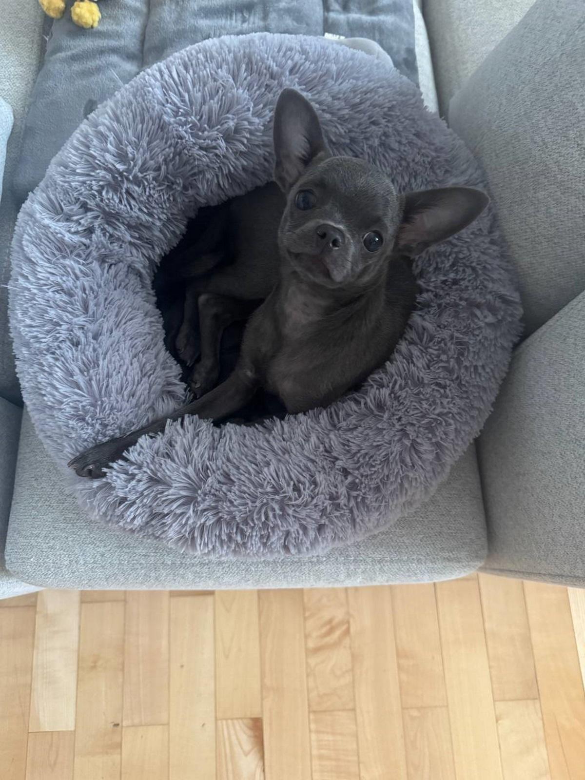 Chihuahua on the bed