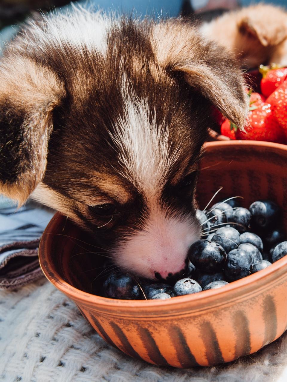 cute puppy eating blueberries from bowl during picnic at sunny day