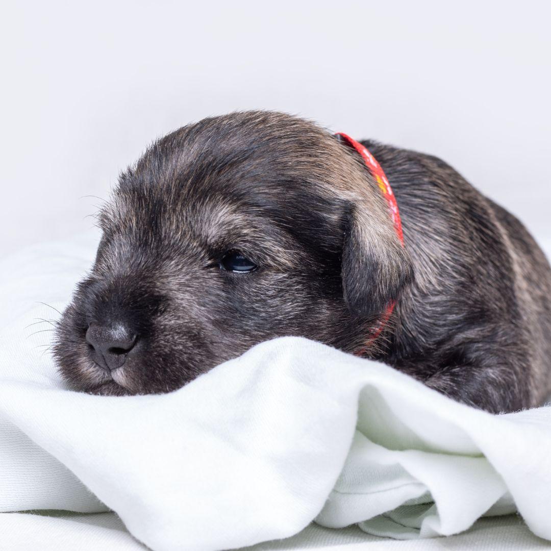 Young Miniature Schnauzer puppy