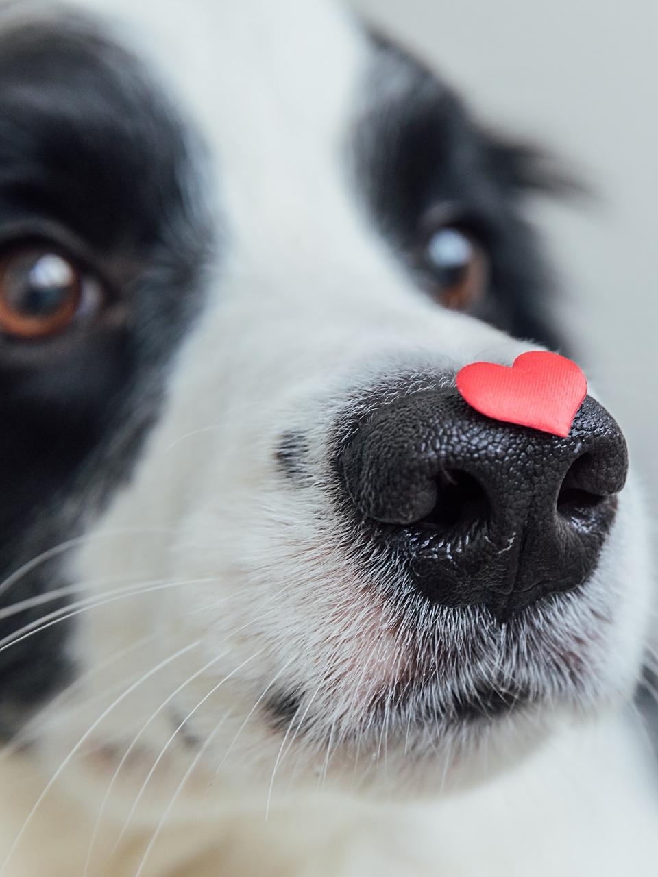 border collie holding red heart on nose