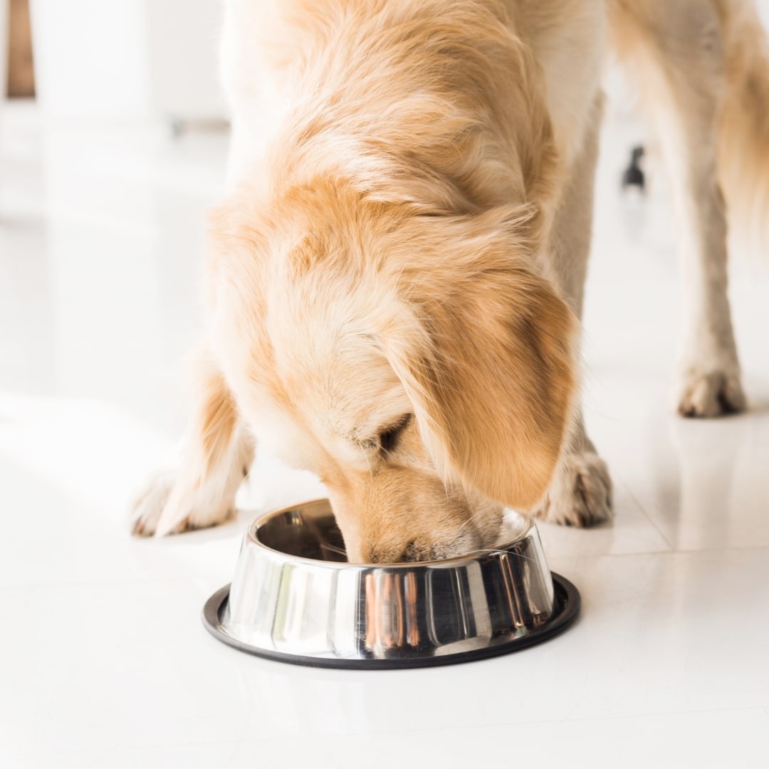 Dog eating on a dish bowl