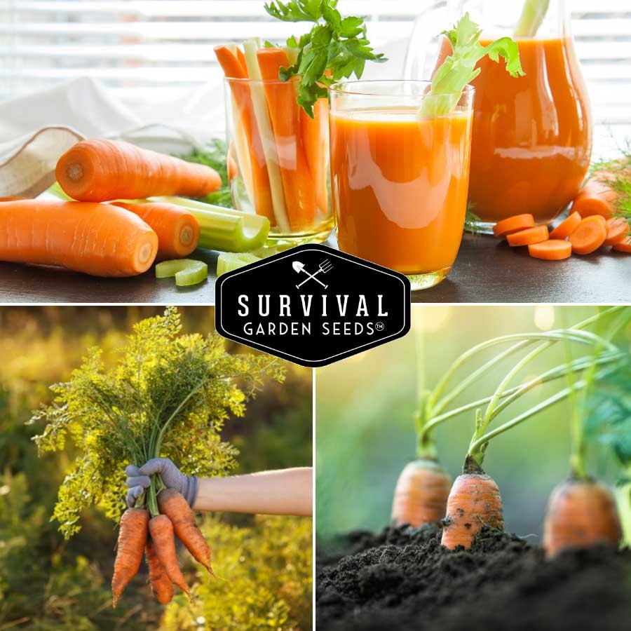 Heirloom Carrot Seed Collection