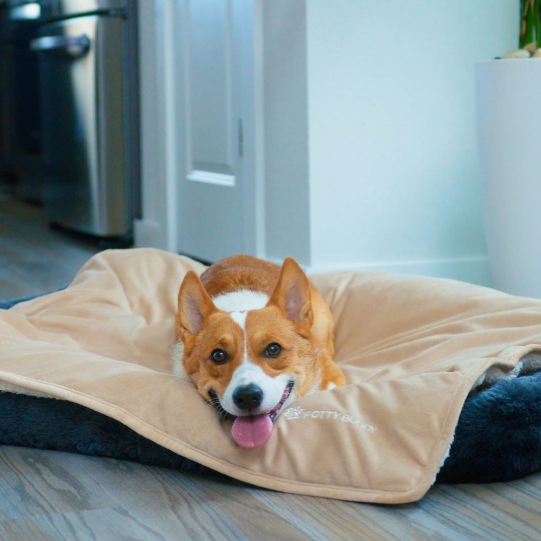 Dog lying on pet blanket
