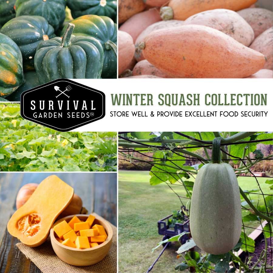 Winter Squash Seed Collection