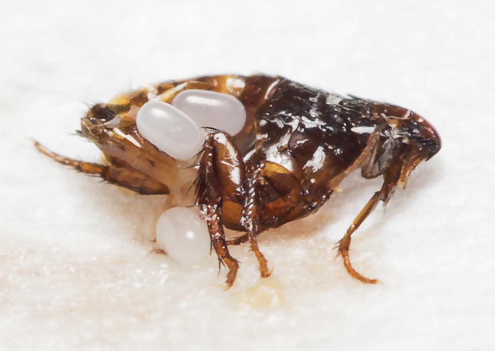 Flea Season How Fleas Grow and Spread Guardian’s Choice Pet