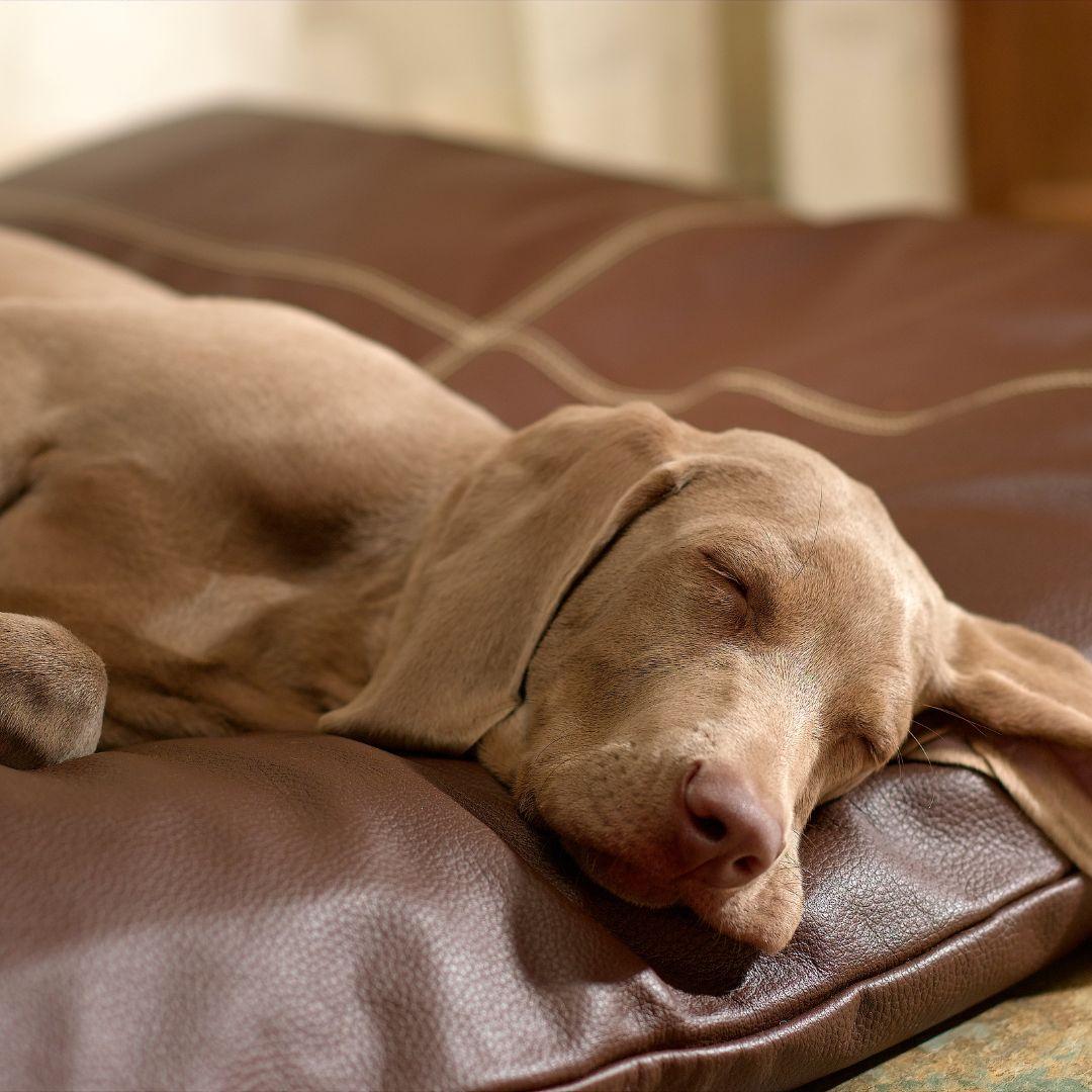 Why Does a Dog Pee On His Bed? And What to Do about it? Potty Buddy