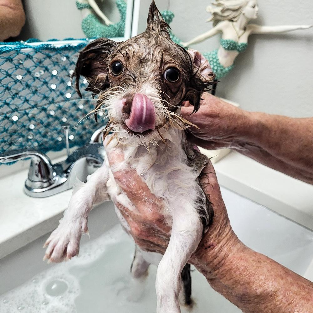 Cute puppy getting a bath in bathroom sink by owner.