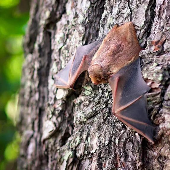 Bats