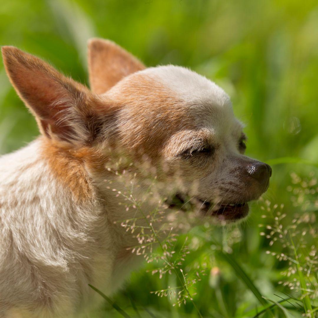 Chihuahua dog eating grass