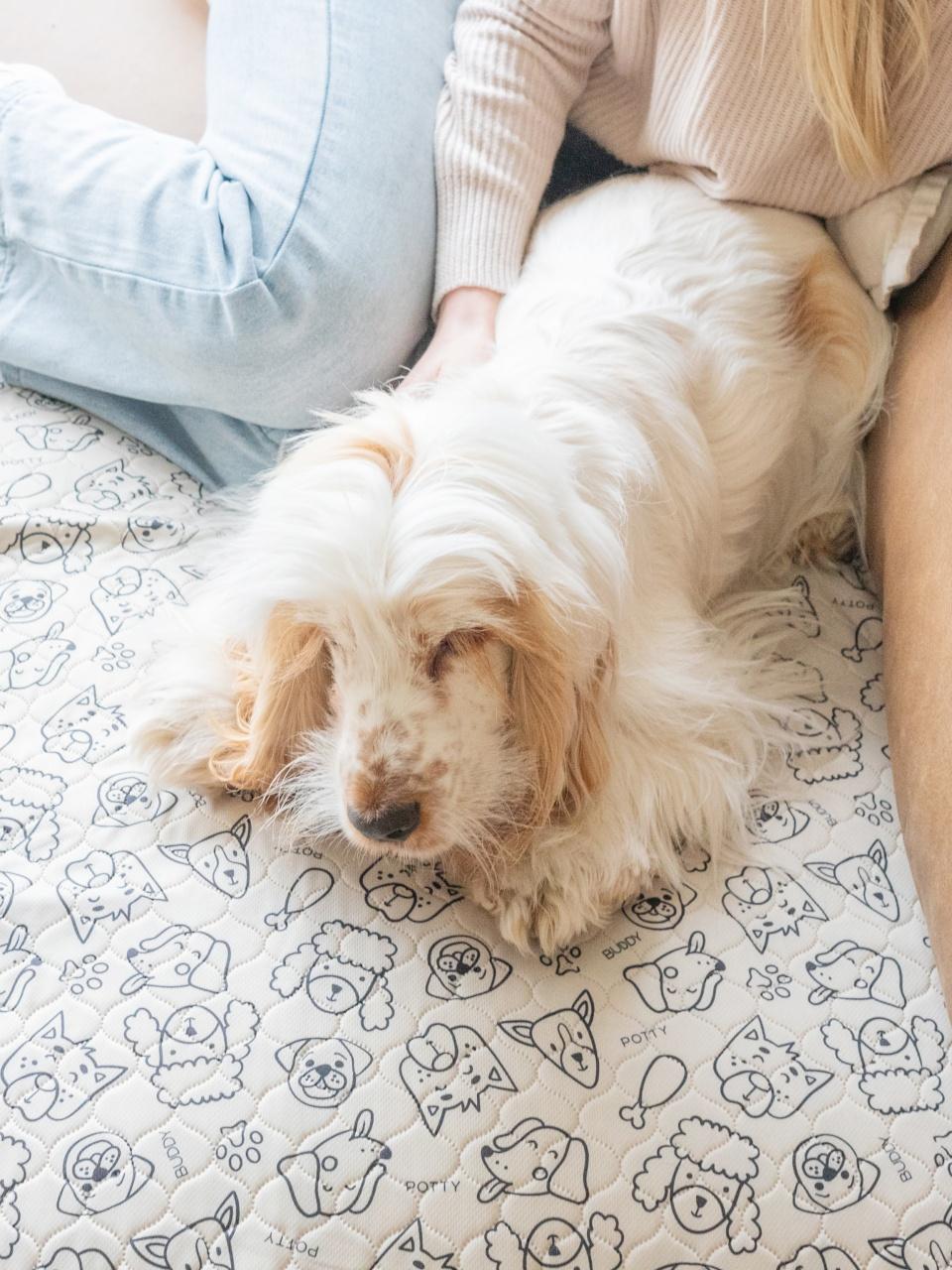 Small white dog rests on Potty Buddy pads while a person gently pets it, sitting beside it on the floor indoors.