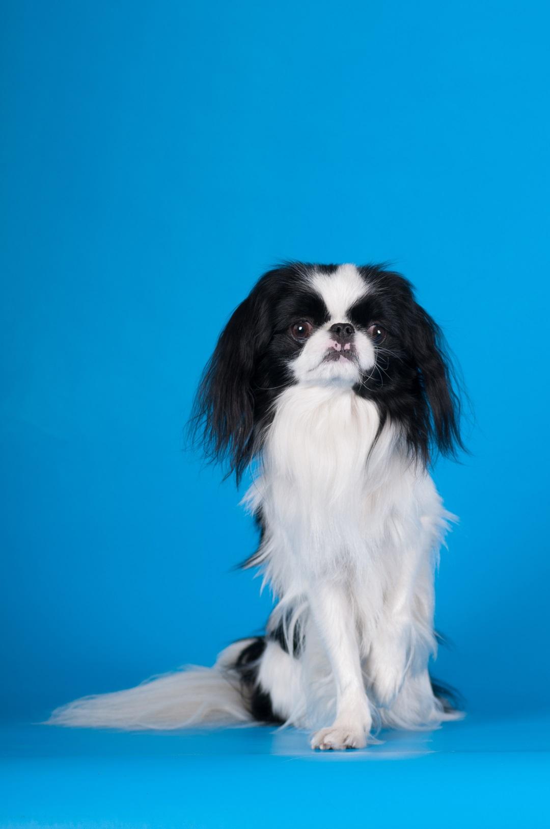 Japanese Chin