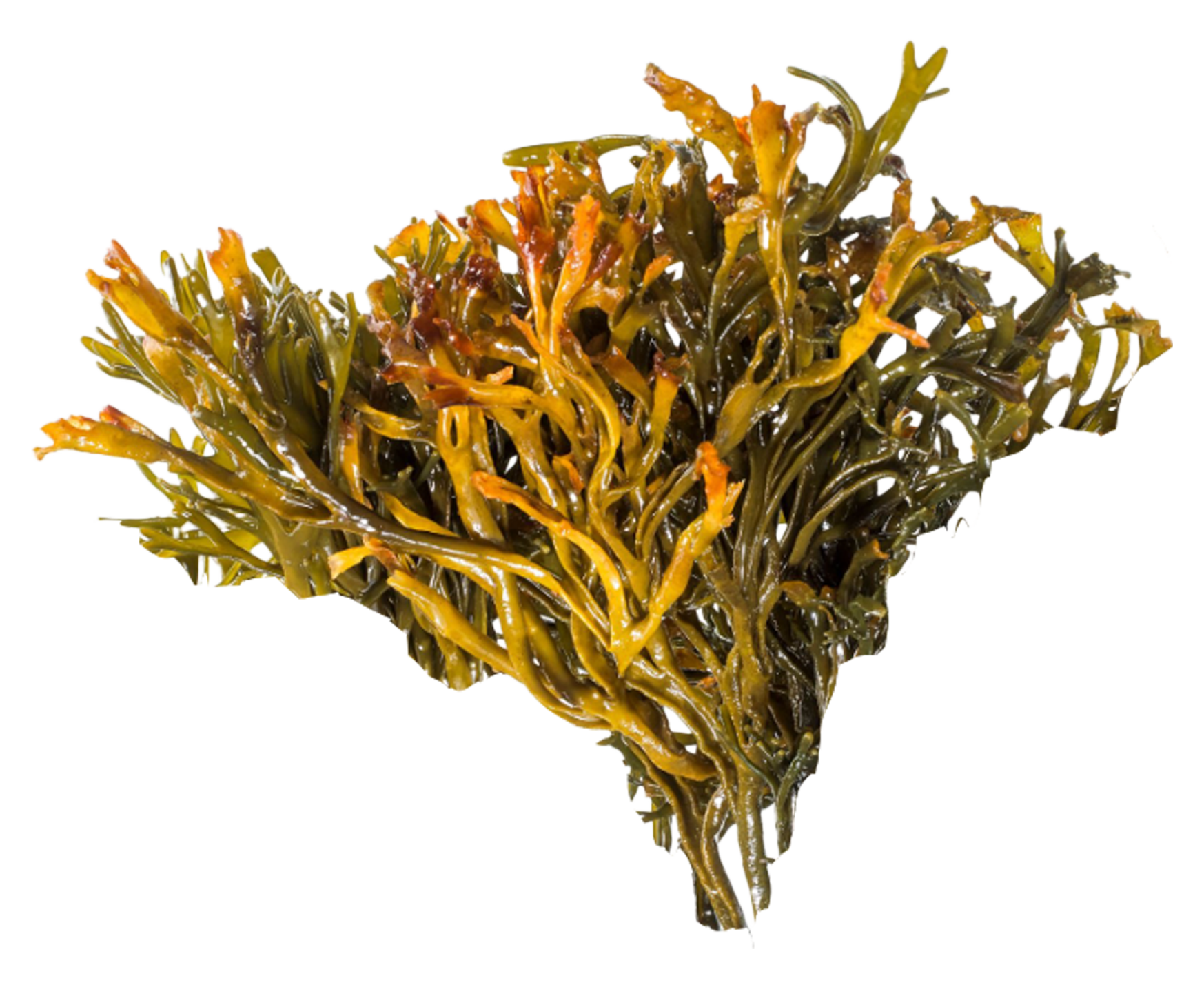 Channelled Wrack
