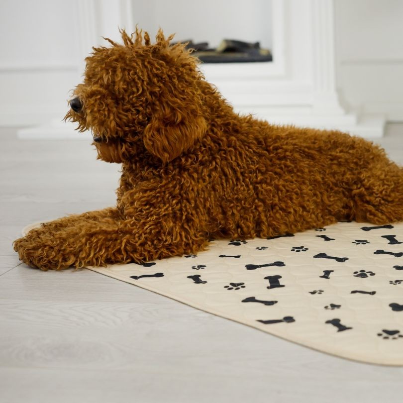 Dog lying down on a dog potty pad