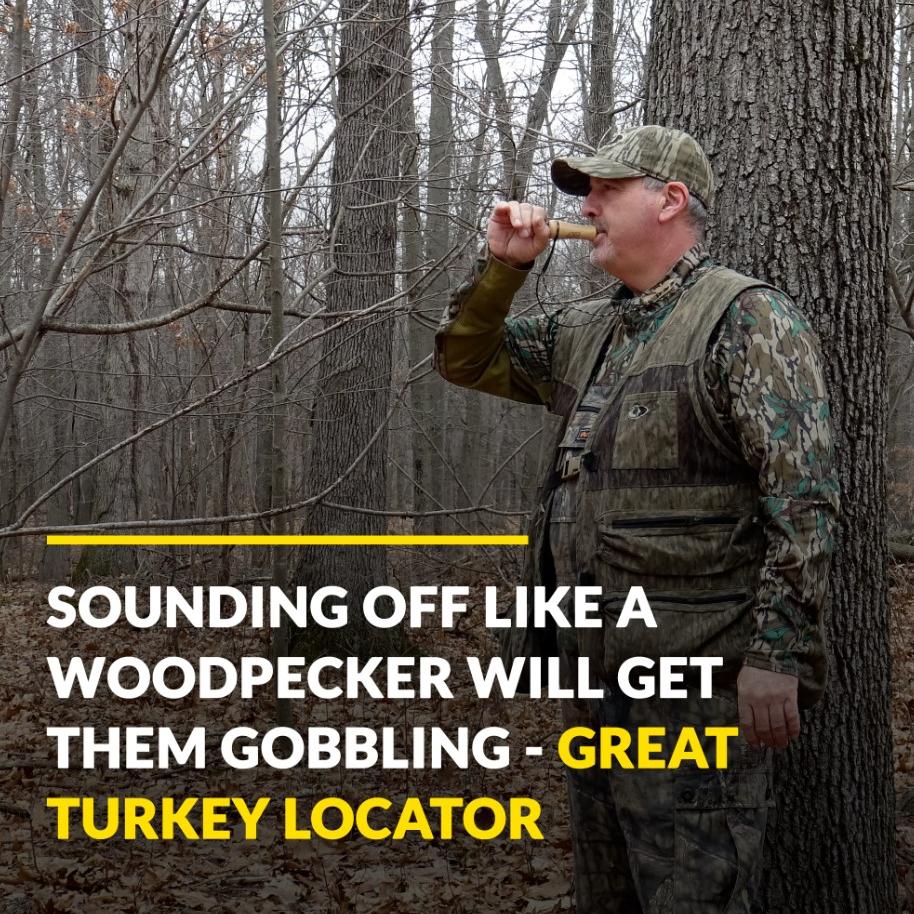 Woodpecker Locator Call