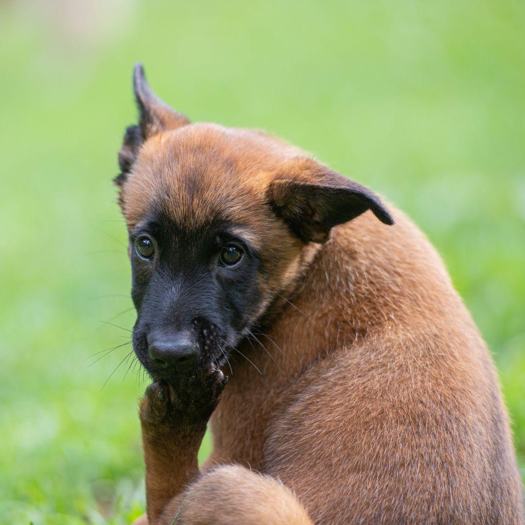 Puppy chewing back paw