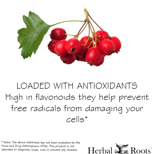 A small bunch of hawthorn berries on still attached by their stems with a leaf. There is text under the image that says Loaded with Antioxidants. High in flavonoids they help prevent free radicals from damaging your cells.