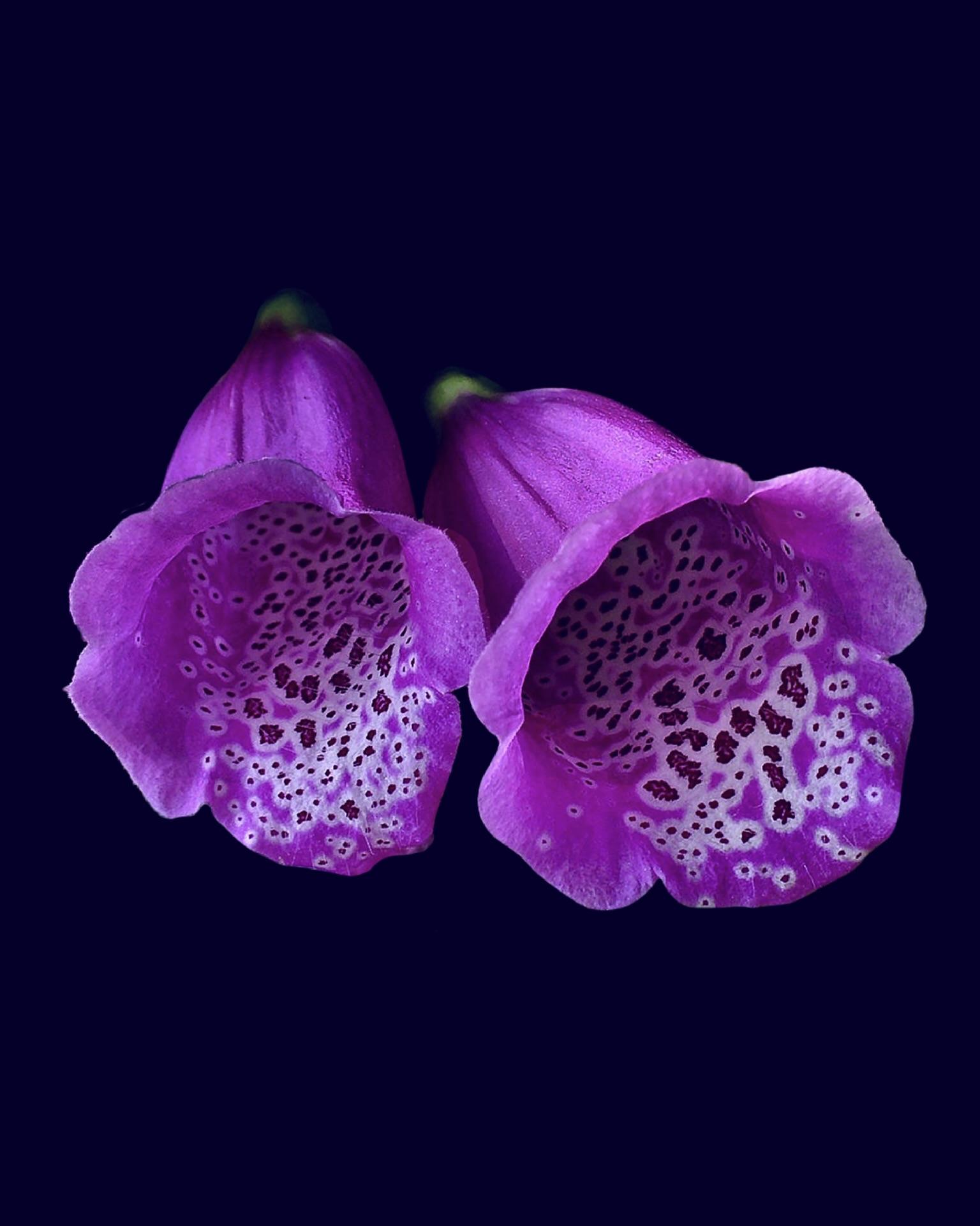 Digitalis Foxglove Flower