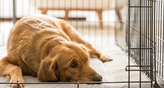 A Golden Retriever laying in a dog crate