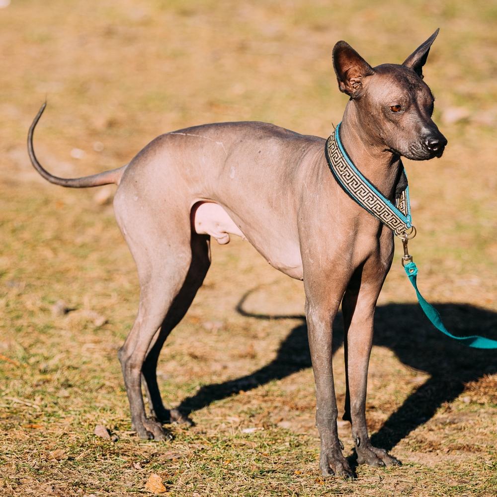 Mexican Hairless Dog. The Xoloitzcuintli or Xolo for short, is a hairless breed of dog