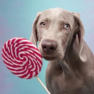 Can Dogs Eat Candy?