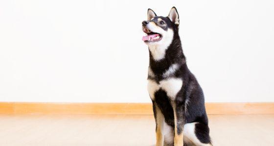 Husky sitting on wooden floor looking up