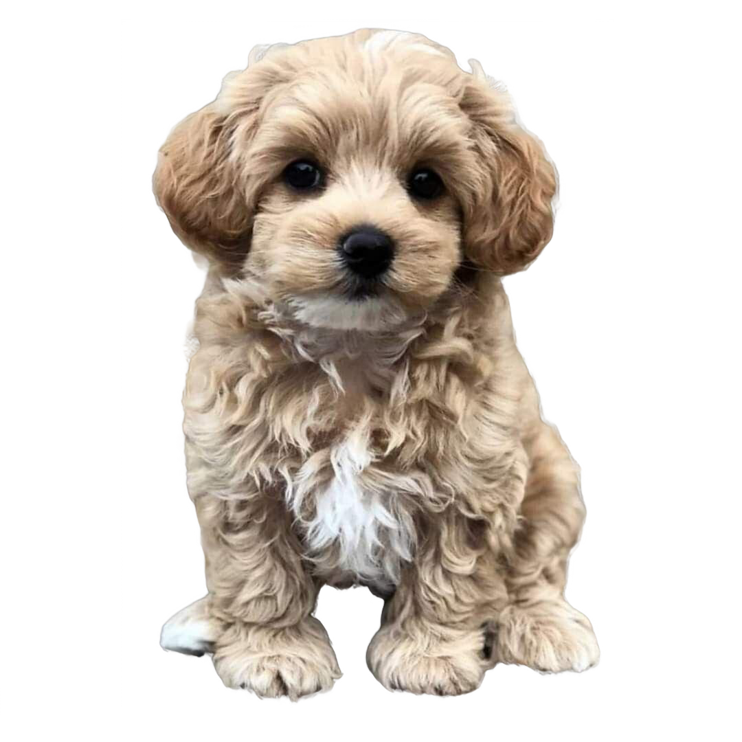 Maltipoo Dog Breed