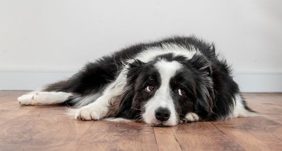 A black and white dog laying on the floor