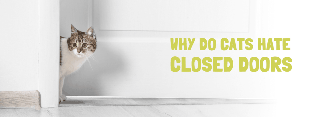 Why Do Cats Hate Closed Doors - Banner