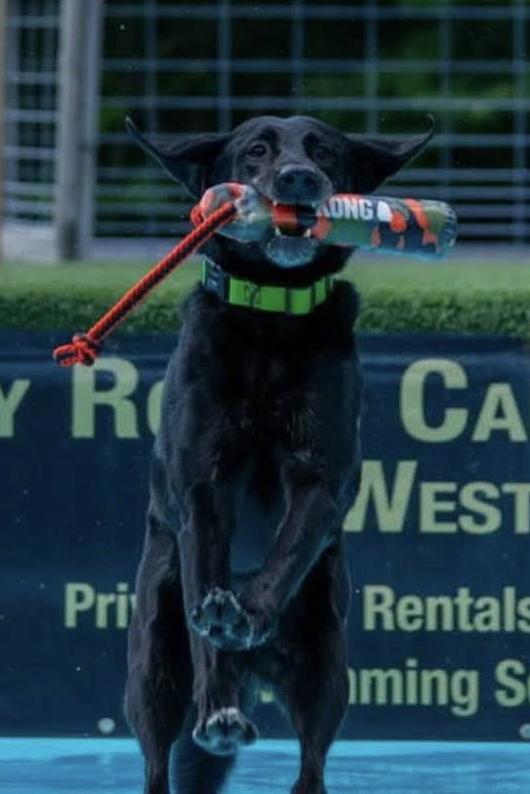 k9 chlly sky playing