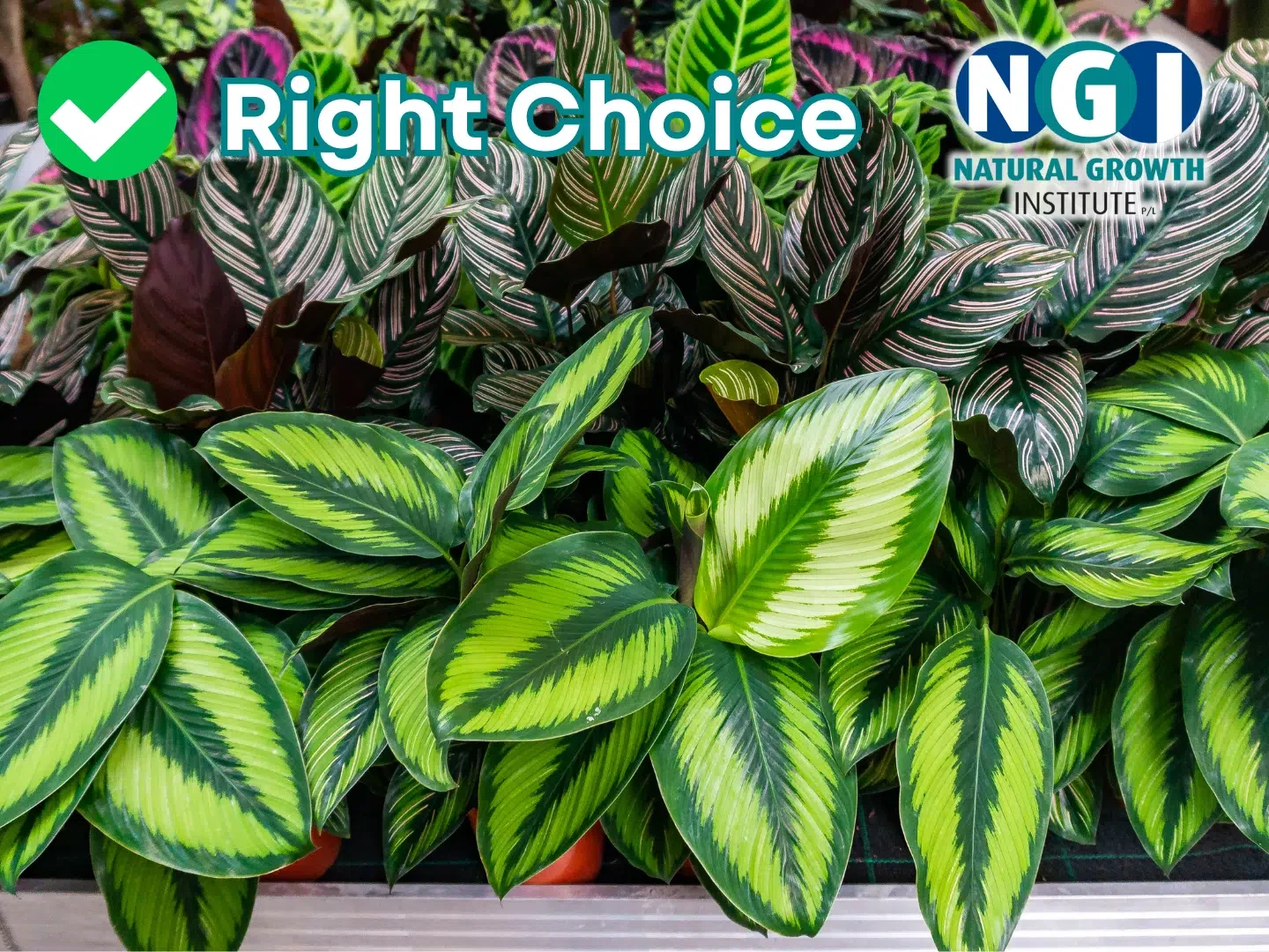 NGI Right Choice