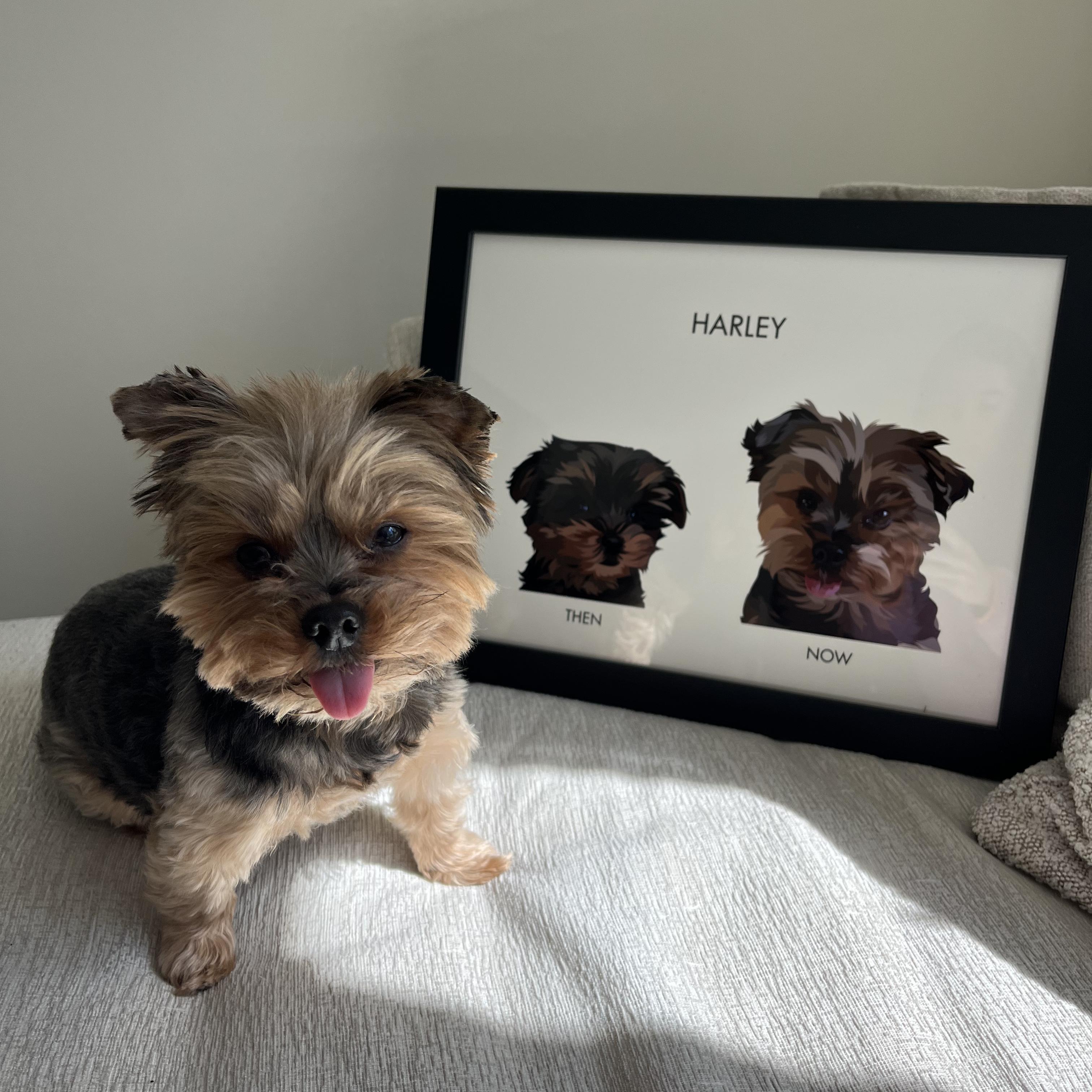 A dog with his CC Pet Portrait