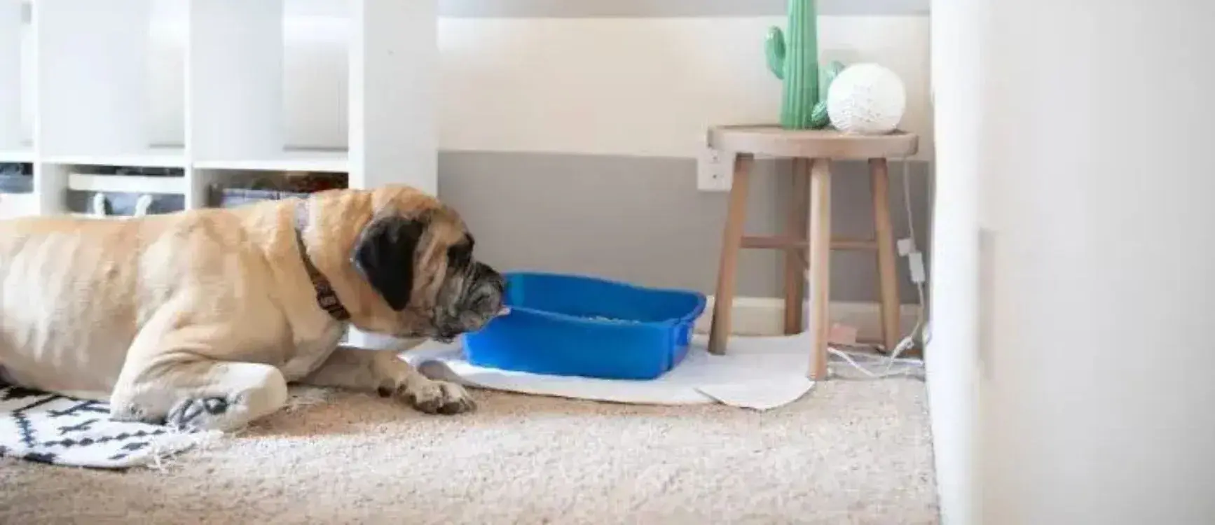 A dog looking into a litter box