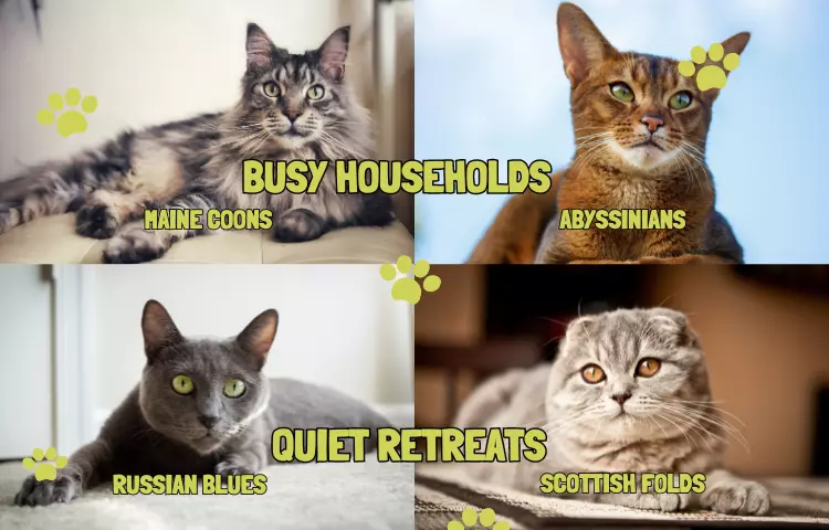 choosing the right cat for your lifestyle