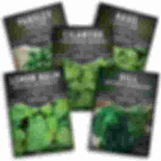 Herb Seed Collection - 5 herb garden seed packets
