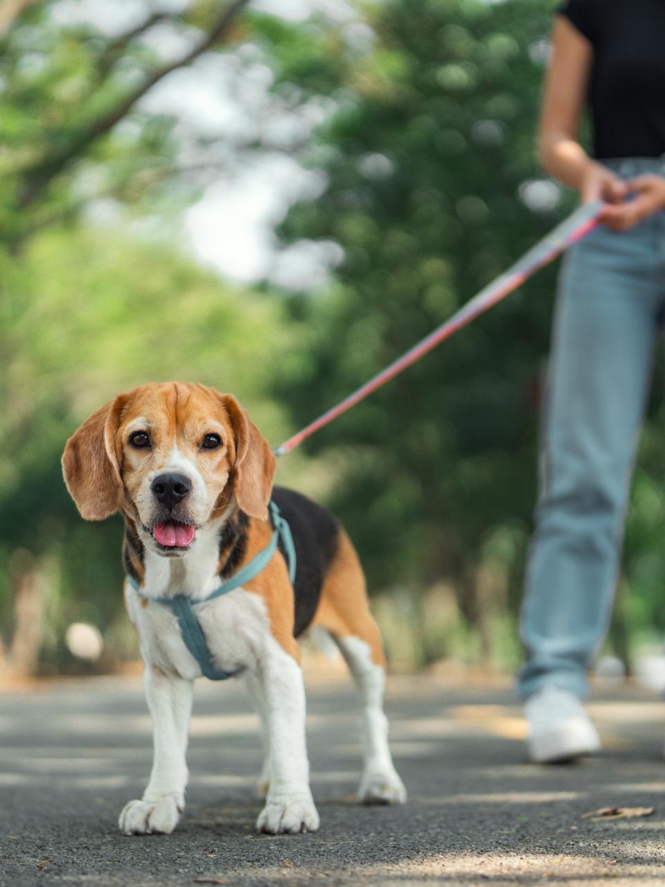 Happy woman walking with her beagle dog in sunny morning at dog park