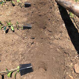 Landscaper uses the Power Planters to plant Photinia Hedges