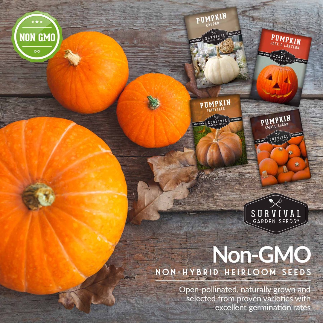 Non-GMO non-hybrid heirloom pumpkin seeds with excellent germination rates
