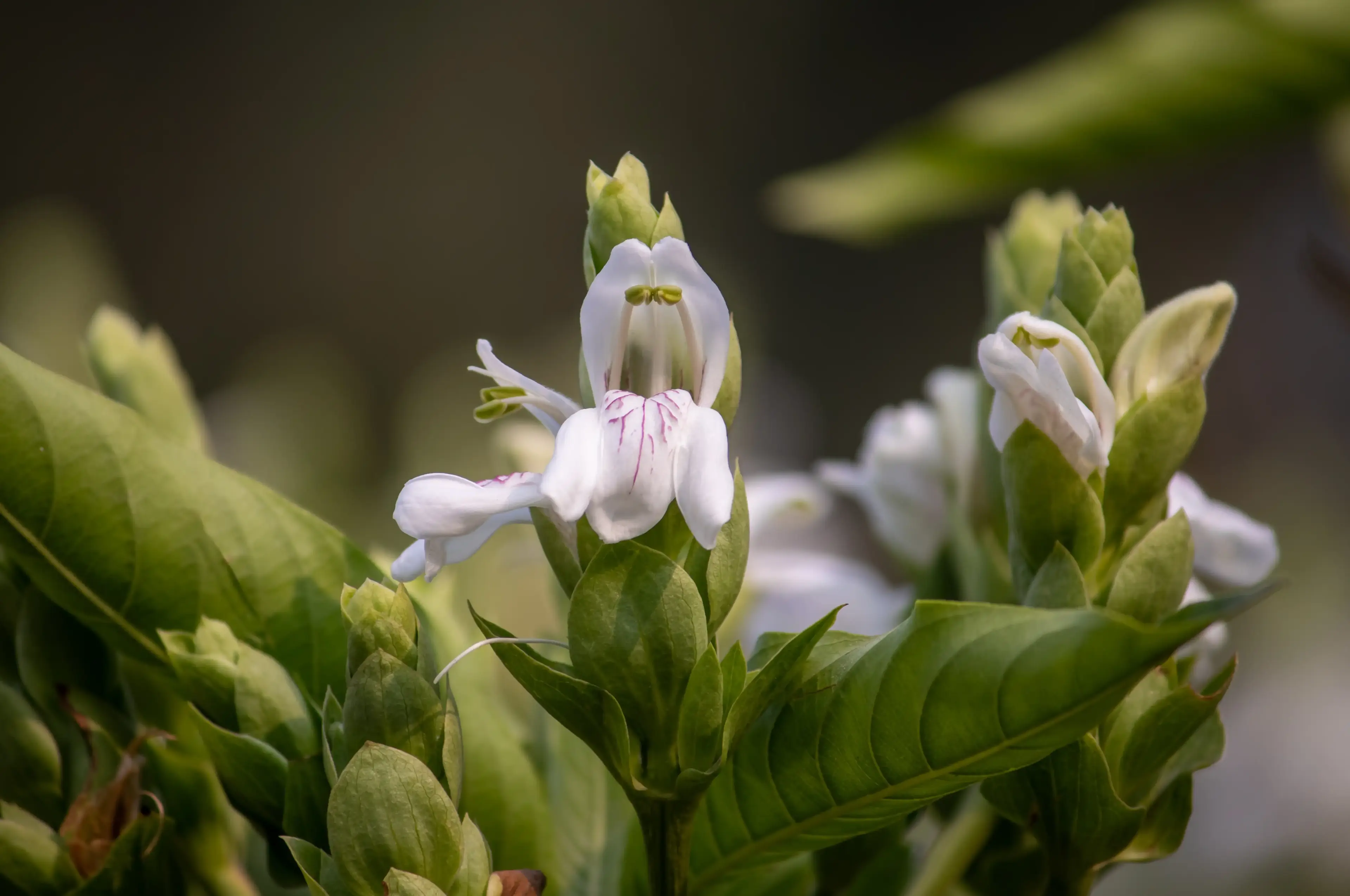 Justicia Adhatoda (Malabar Nut) Leaf Extract