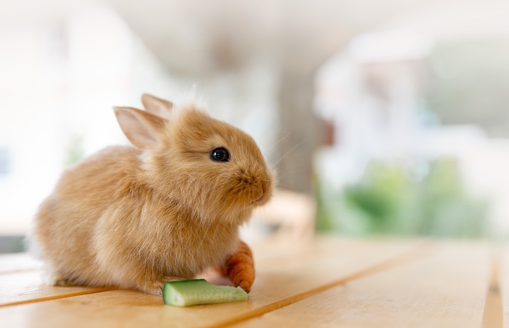 little bunny eating cucumber