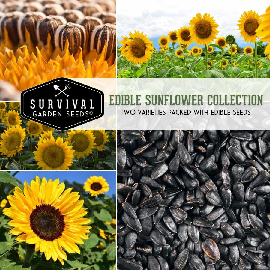 Edible Sunflower Collection - 2 Varieties of colorful sunflowers