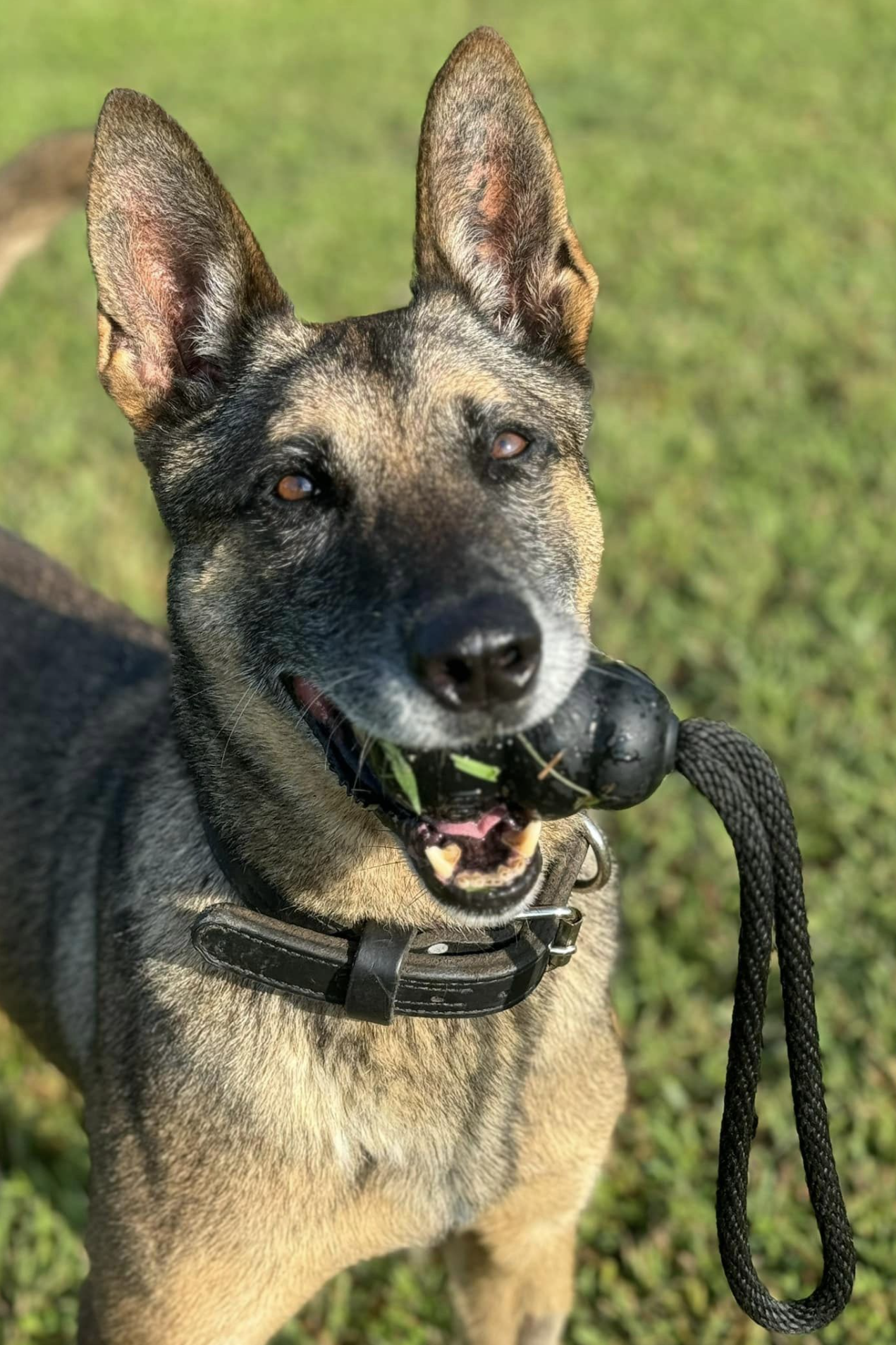 mwd bruno