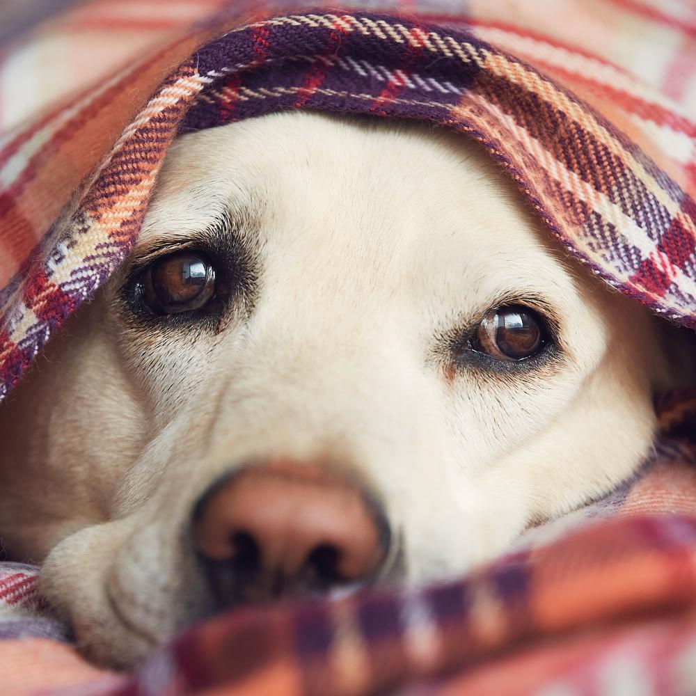 Dog covered in blanket waiting at home.