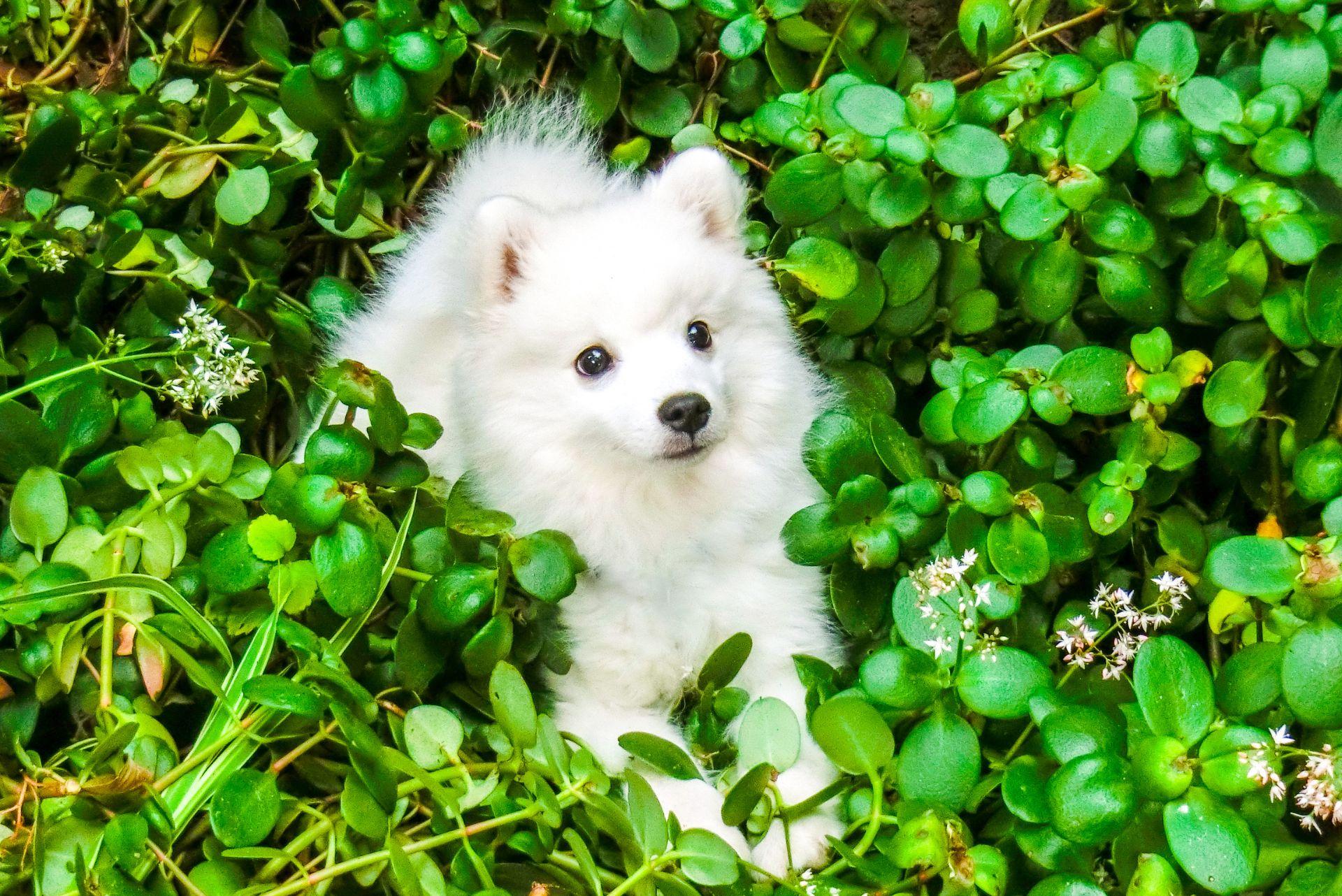 Puppy Japanese Spitz in the bushes