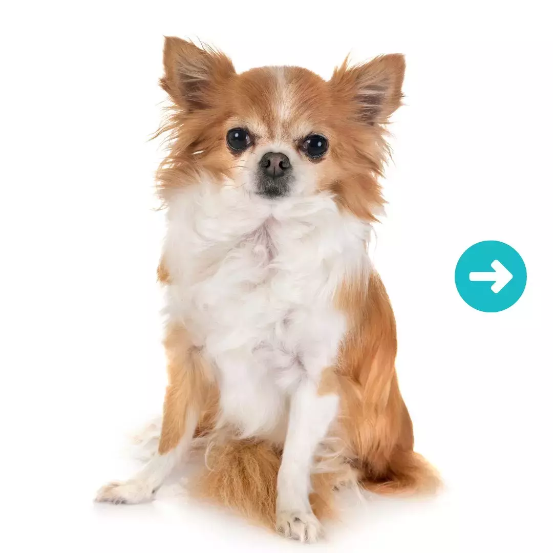 CHIHUAHUA