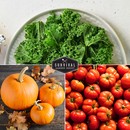 Kale, tomatoes and pumpkins
