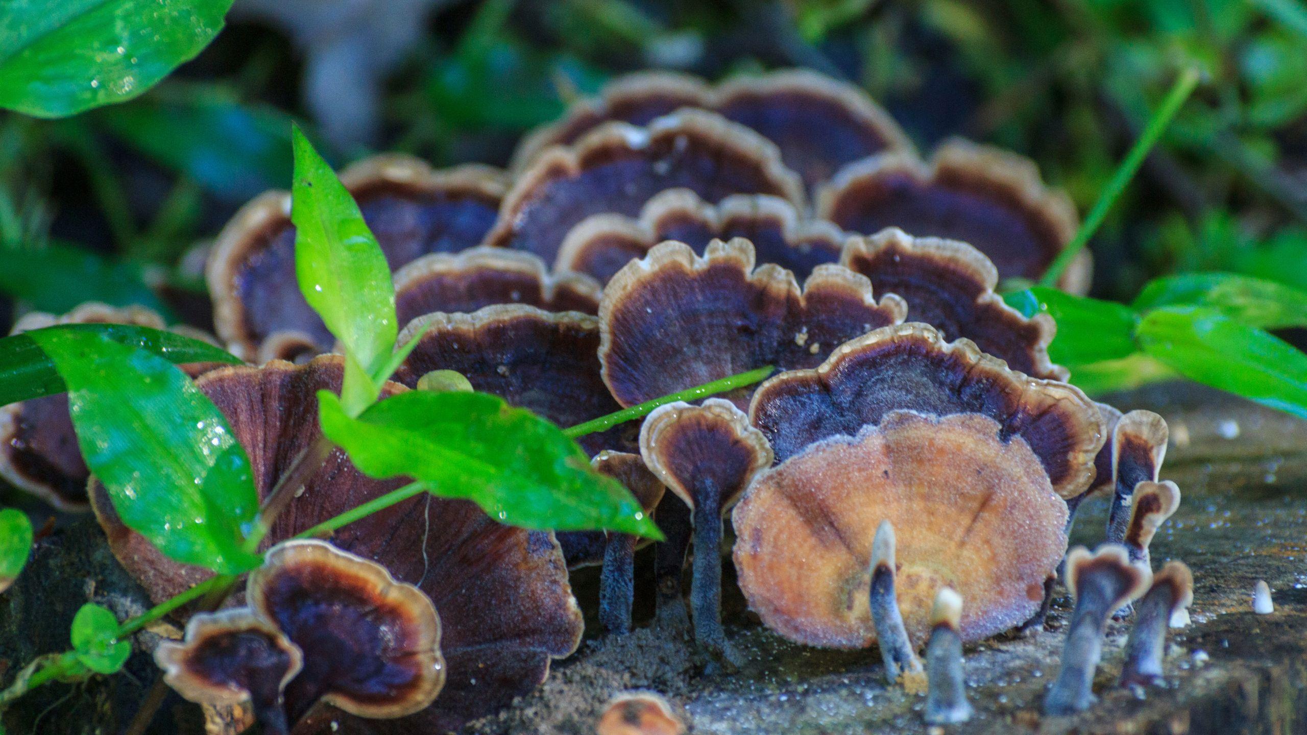 Close up of several turkey tail mushroom in a forest