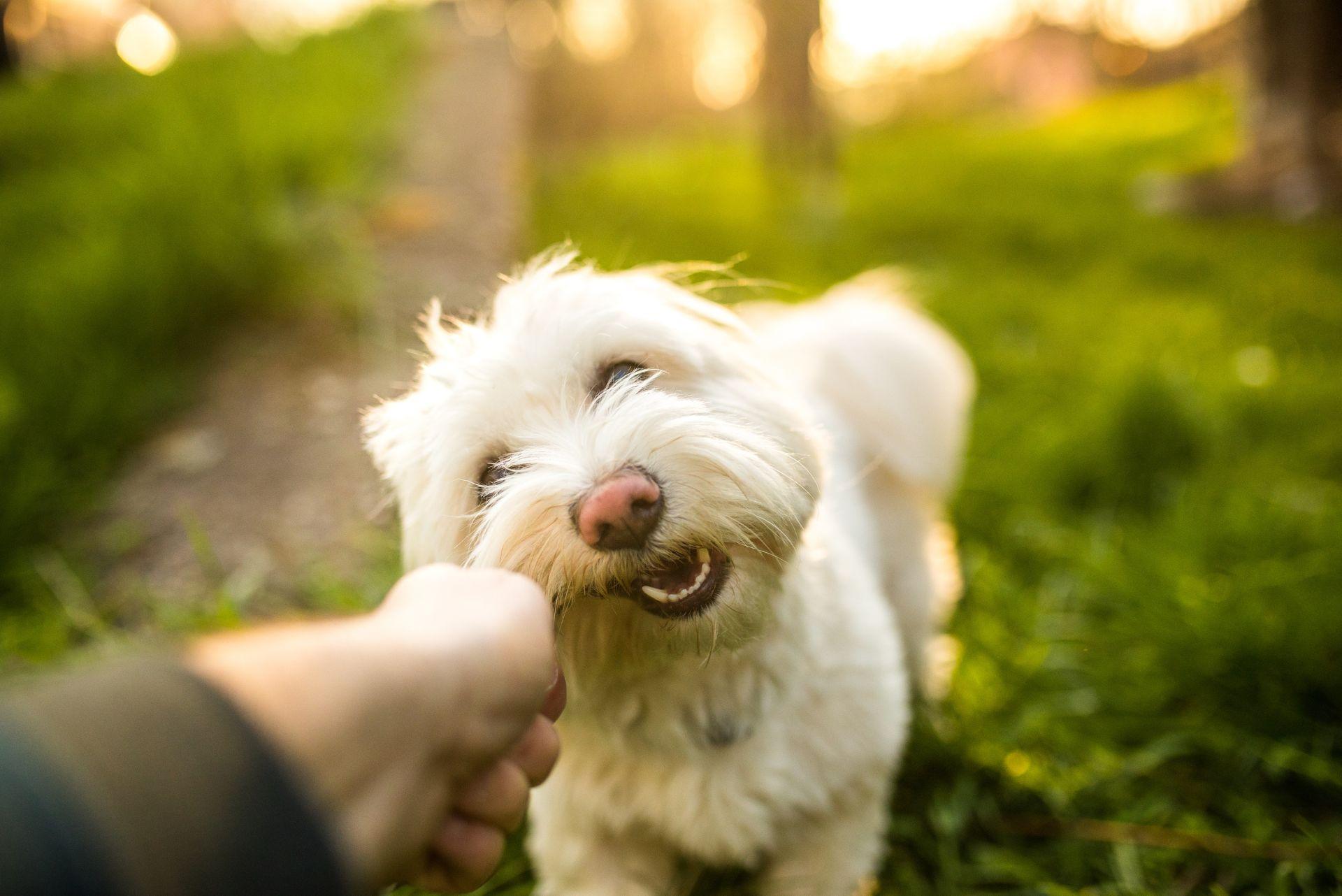 Maltese dog biting stick