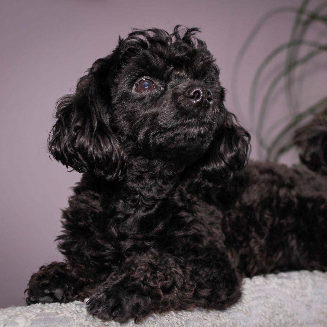 Black Toy Poodle