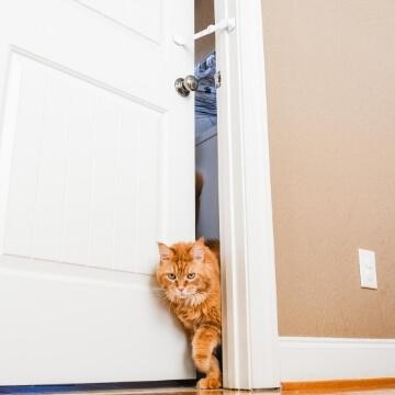 Cat can clearance open doors